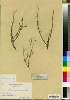 Isotype of Senecio scabriusculus DC. [family COMPOSITAE/ASTERACEAE]