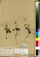 Isotype of Sphaeranthus humilis O. Hoffm. [family COMPOSITAE/ASTERACEAE]