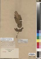 Type of Justicia chrysotrichoma Pohl var. albiflora Taub. [family ACANTHACEAE]