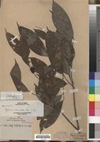 Isotype of Glycosmis macrantha Merr. [family RUTACEAE]