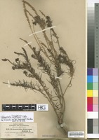 Filed as Hebenstretia angolensis Rolfe [family SCROPHULARIACEAE]
