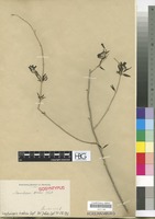 Isosyntype of Manuleopsis dinteri Thell. [family SCROPHULARIACEAE]