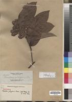 Isotype of Homalium gitingensis Elmer [family FLACOURTIACEAE]