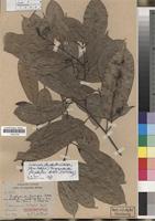 Isotype of Caloncoba flagelliflora (Mildbr.) Gilg ex Pellegr. [family FLACOURTIACEAE]