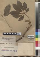 Isosyntype of Schinziophyton rautanenii (Schinz) Radcl.-Sm. [family EUPHORBIACEAE]