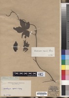 Filed as Dalechampia capensis A. Spreng. [family EUPHORBIACEAE]