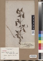 Type? of Monsonia senegalensis Guill. & Perr. var. subbiflora Hochst. in sched. [family GERANIACEAE]