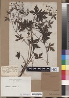 Filed as Geranium sibiricum L. [family GERANIACEAE]