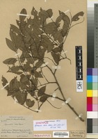 Syntype of Afrormosia elata Harms [family LEGUMINOSAE/FABACEAE]