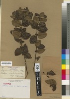 Isotype of Salzmannia nitida DC. [family RUBIACEAE]