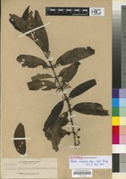 Isotype of Randia alveolata Elmer [family RUBIACEAE]