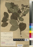 Isotype of Psychotria ulei Standl. [family RUBIACEAE]