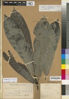 Filed as Psychotria sadebeckiana K. Schum. [family RUBIACEAE]