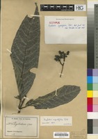 Isotype of Psychotria ingentifolia Petit [family RUBIACEAE]