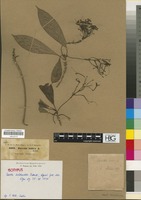 Isotype of Pavetta hohenackeri Bremek. [family RUBIACEAE]