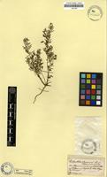 Filed as Antopetitia abyssinica A. Rich. [family FABACEAE]