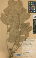 Filed as Trichilia emetica Vahl [family MELIACEAE]