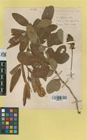 Filed as Eriosema shirense Baker f. [family LEGUMINOSAE-PAPILIONOIDEAE]