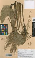 Filed as Limnophyton obtusifolium (L.) Miq. [family ALISMATACEAE]