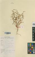 Filed as Portulaca foliosa Ker Gawl. [family PORTULACACEAE]