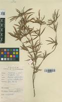 Filed as Spermacoce radiata (DC.) Sieber ex Hiern [family RUBIACEAE]