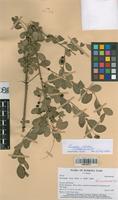Filed as Flueggea virosa (Roxb. ex Willd.) Voigt subsp. virosa [family EUPHORBIACEAE]
