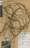 Filed as Calyptrochilum christyanum (Rchb. f.) Summerh. [family ORCHIDACEAE]