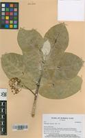 Filed as Calotropis procera (Ait.) Ait.f. [family ASCLEPIADACEAE]