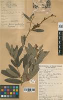 Filed as Eriosema psoraleoides (Lam.) G. Don [family LEGUMINOSAE-PAPILIONOIDEAE]