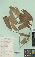 Filed as Xeroderris stuhlmannii (Taub.) Mendoça & E.P. Sousa [family LEGUMINOSAE-PAPILIONOIDEAE]