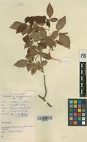 Filed as Allophylus cobbe (L.) Raeuschel [family SAPINDACEAE]