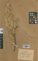 Filed as Dalbergia boehmii Taub. [family LEGUMINOSAE-PAPILIONOIDEAE]