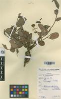 Filed as Hibiscus articulatus Hochst ex A.Rich var. articulatus [family MALVACEAE]