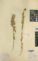 Filed as Boscia angustifolia A. Rich. [family CAPPARACEAE]