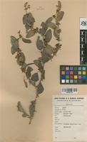 Filed as Ziziphus mauritiana Lam. [family RHAMNACEAE]