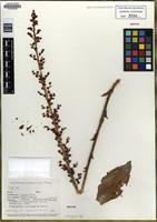 Isotype of Thompsonella colliculosa Moran [family CRASSULACEAE]