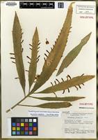 Holotype of Pseudorhipsalis lankesteri (Kimn.) Barthlott [family CACTACEAE]