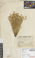 Isotype of Juncus bufonius Buchenau var. [family NOT ON SHEET]