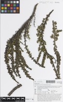 Isotype of Coprosma fowerakeri D.A.Norton & de Lange [family NOT ON SHEET]