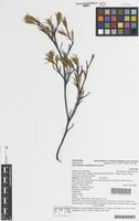 Isotype of Dracophyllum ophioliticum S.Venter [family NOT ON SHEET]