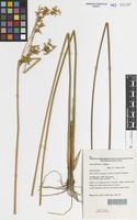 Isotype of Juncus flavidus L.A.S.Johnson [family NOT ON SHEET]