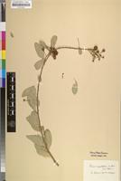 Filed as Boscia angustifolia A.Rich. [family CAPPARACEAE]