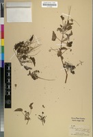 Filed as Monsonia senegalensis Guill. & Perr. [family MALVACEAE]