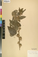 Filed as Hibiscus dongolensis Caill. ex Delile [family MALVACEAE]