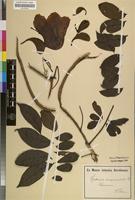 Filed as Spathodea campanulata P.Beauv. [family BIGNONIACEAE]