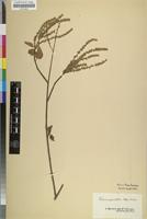 Isotype of Celosia populifolia Moq. [family AMARANTHACEAE]
