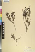Filed as Euclea undulata Thunb. [family EBENACEAE]