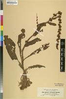 Isosyntype of Rumex steudelii Hochst. ex A.Rich. [family POLYGONACEAE]