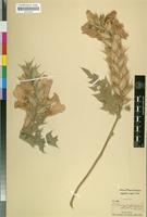Filed as Dilivaria polystachya (Delile) Nees [family ACANTHACEAE]