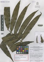 Holotype of Zamia incognita A. Lindstr. & Idárraga [family ZAMIACEAE]